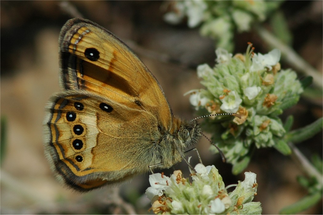 Coenonympha dorus